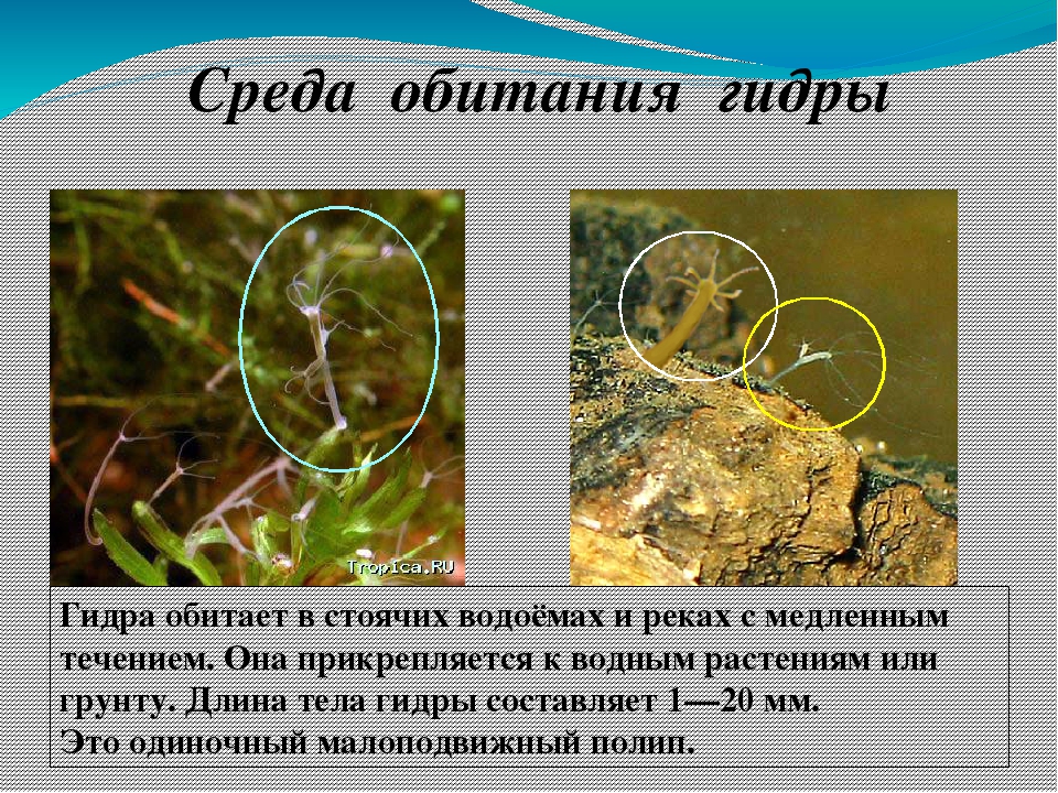 Официальная тор ссылка кракен сайта